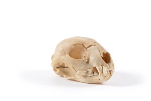 Image description is not available for 1997.1.23